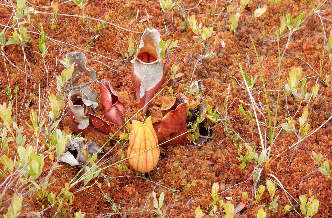 Pitcher plant