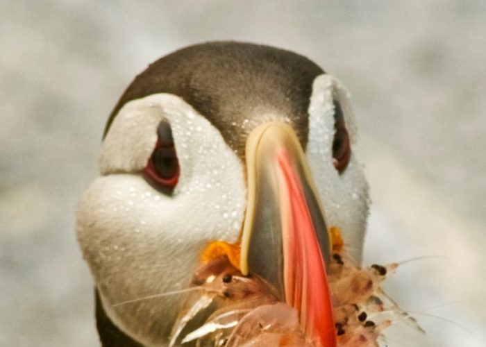 puffin-eating-krill-gerard-monteux