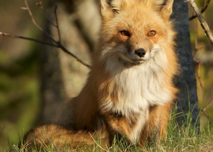 red-fox