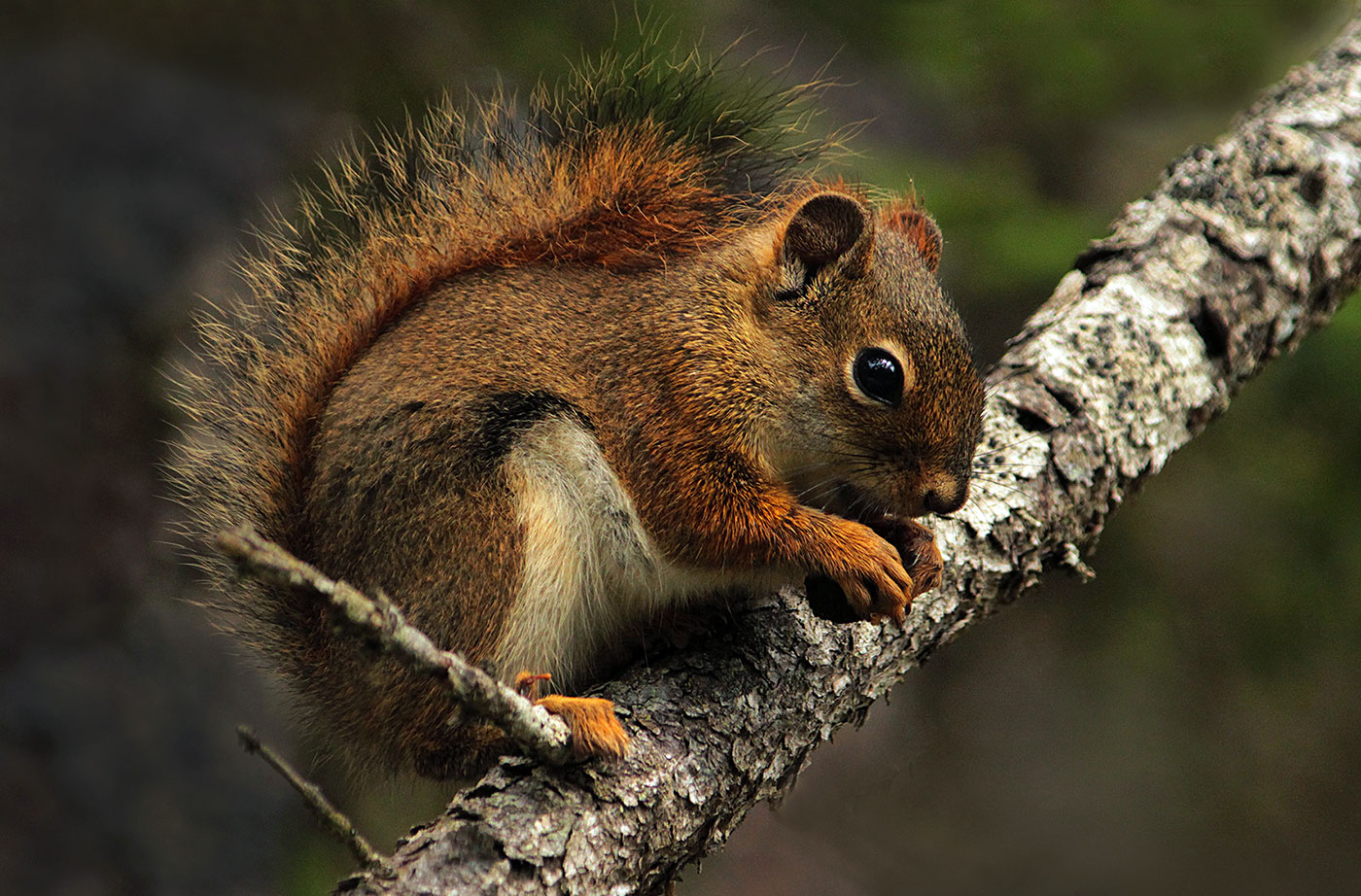 Red squirrel Peggy Yaeger