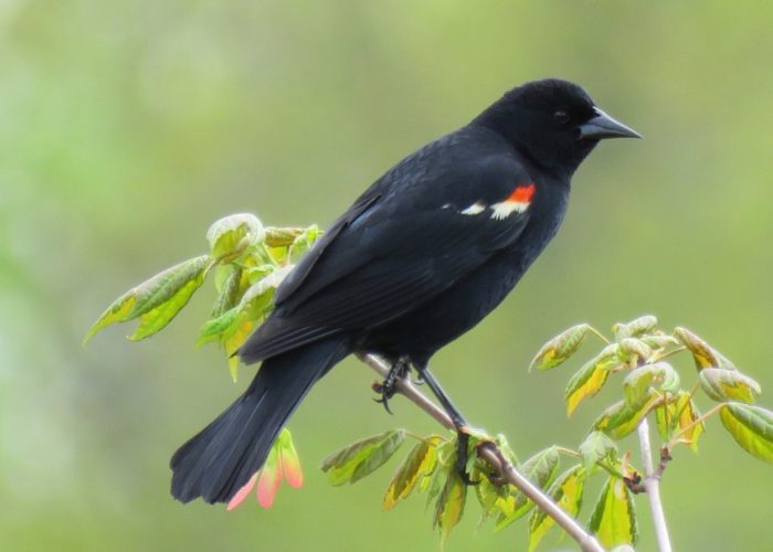 Red-winged Blackbird