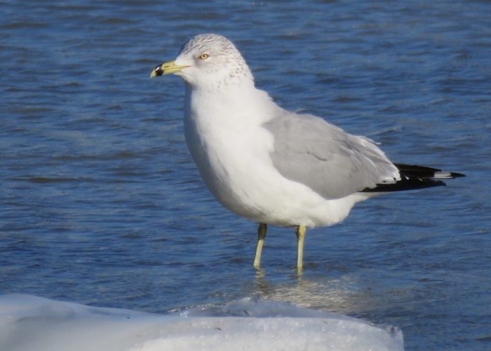 Ring-billed Gull