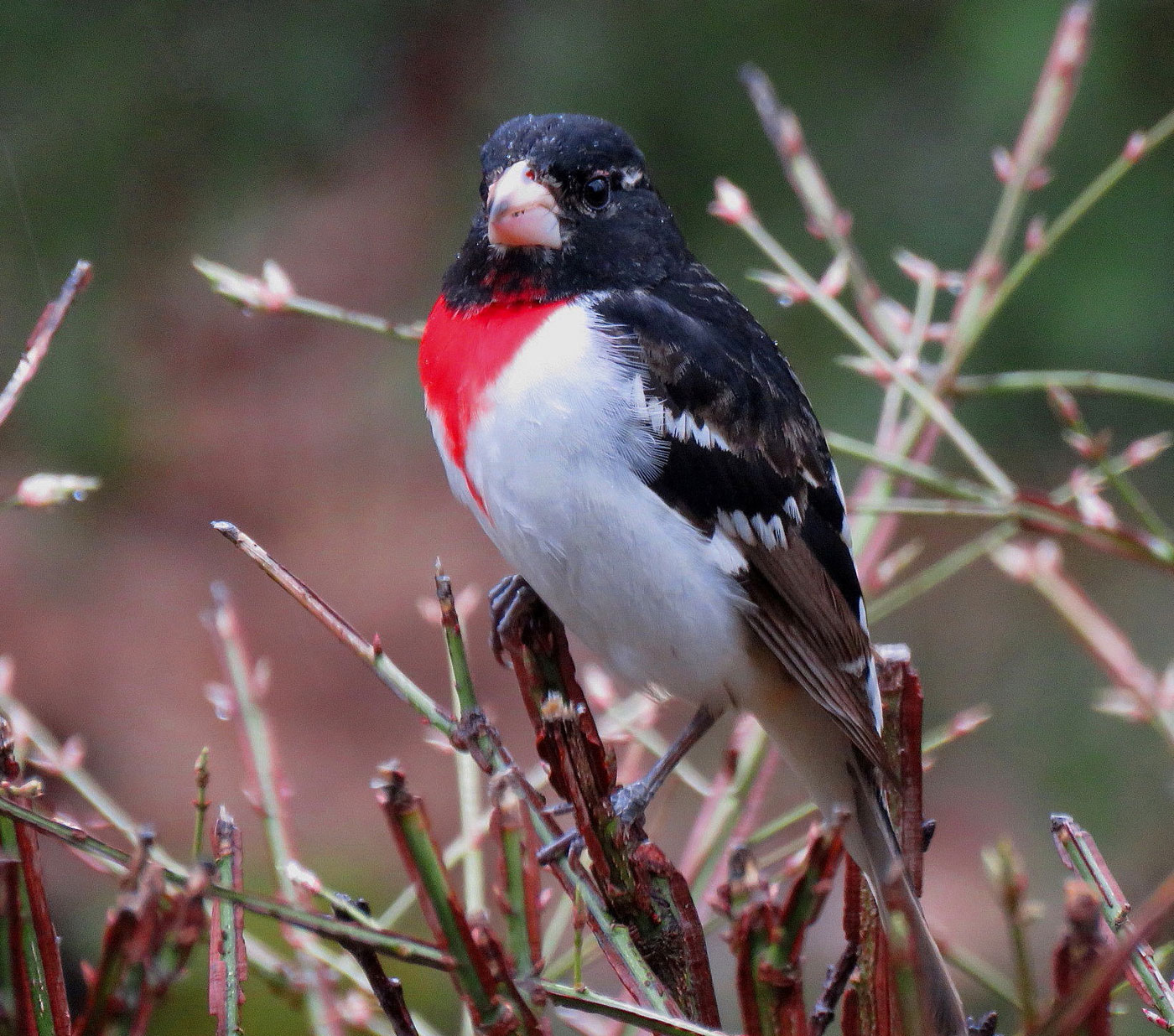 Rose-breasted Grosbeak