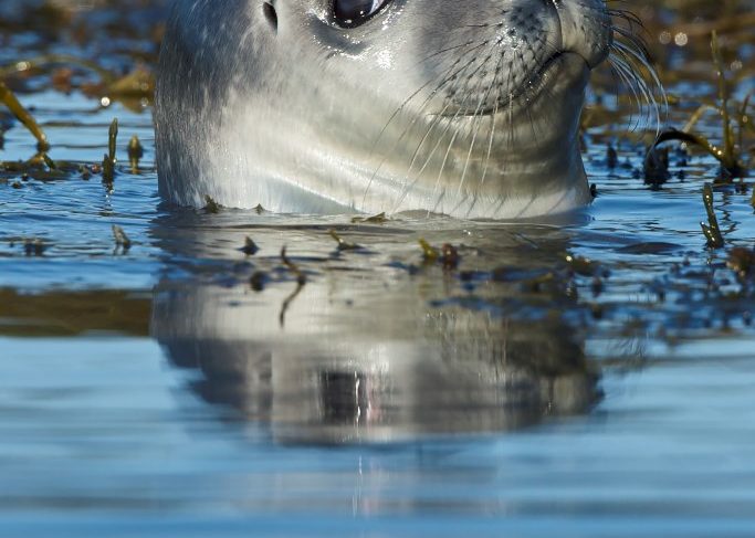 baby-seal-gerard-monteux