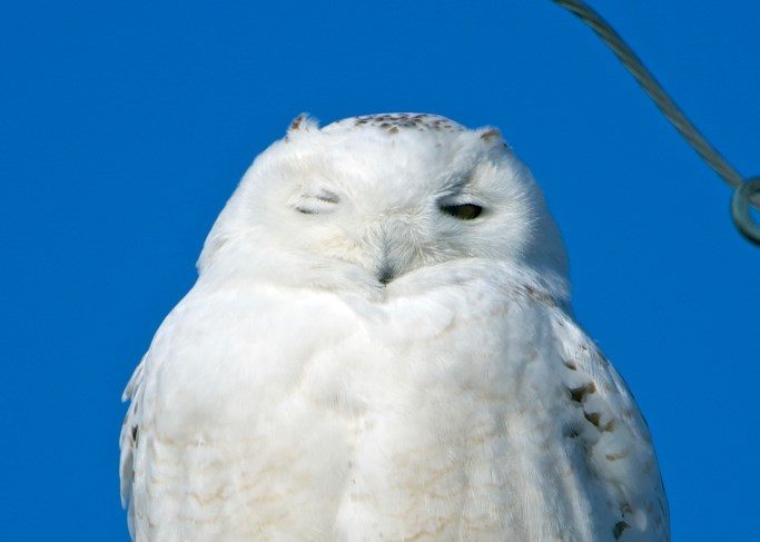 snowy-owl-gerard-monteux