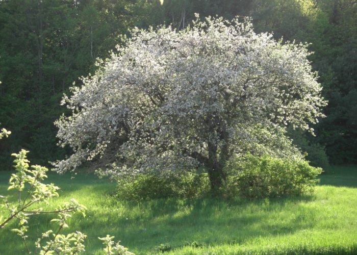 Apple tree in bloom