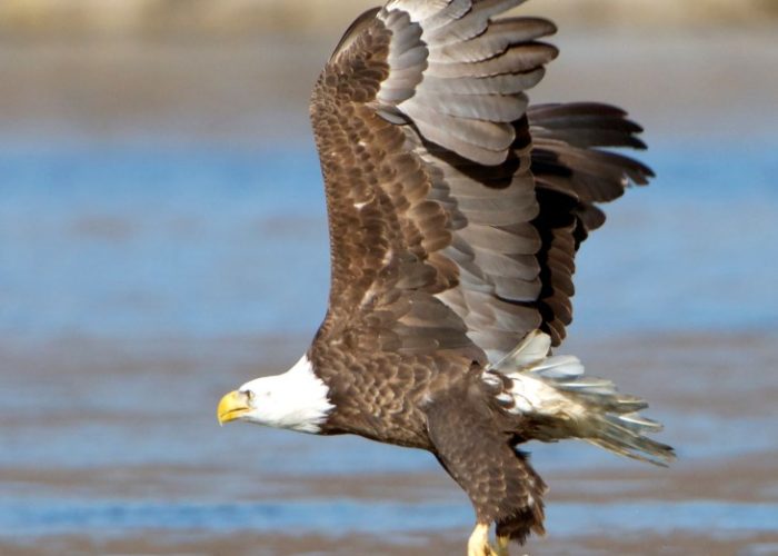 bald-eagle-gerard-monteux