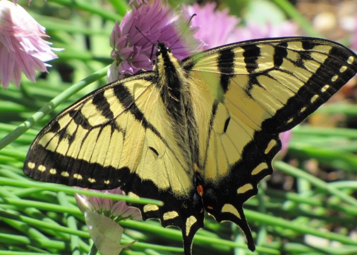 Tiger Swallowtail