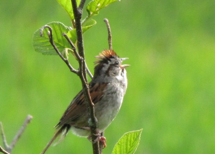 Swamp Sparrow