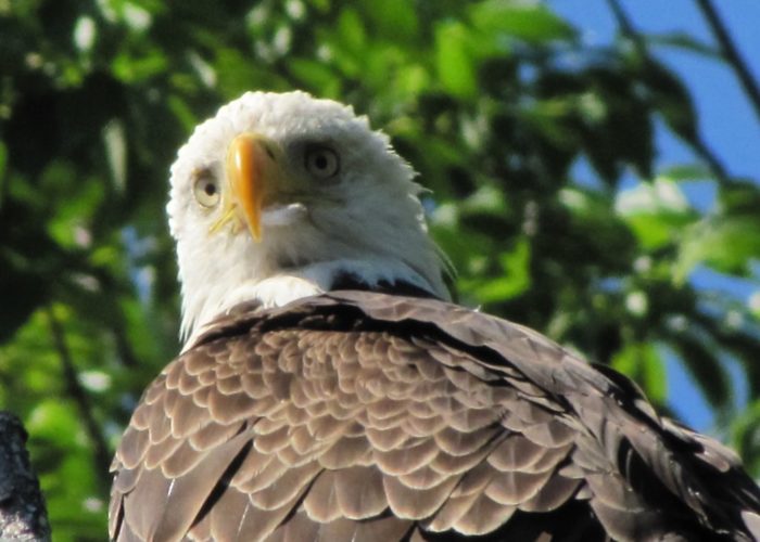 Bald Eagle in Sangerville