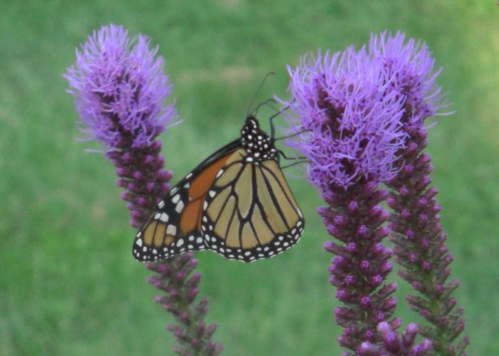 Monarch butterfly