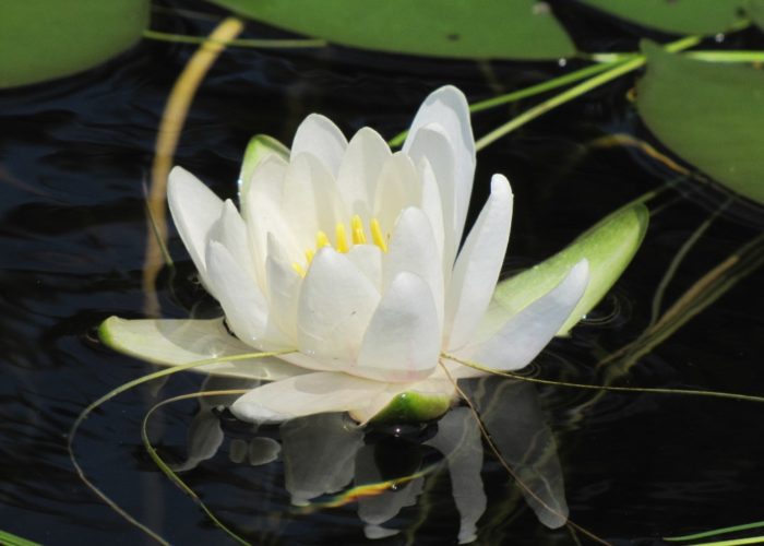 Water lily