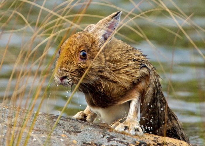 snowshoe-hare-gerard-monteux