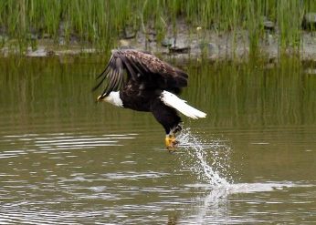 American Bald Eagle