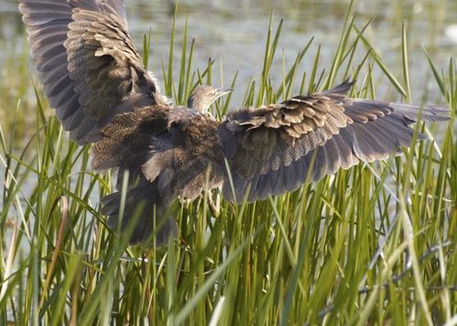 American Bittern