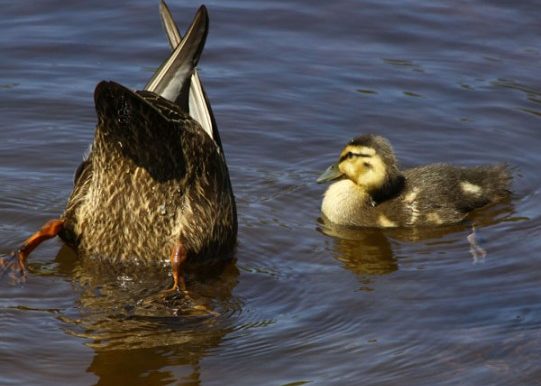 American Black Ducks