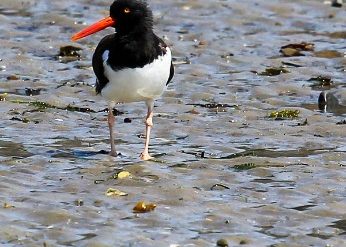 American Oystercatcher