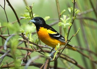 baltimore-oriole