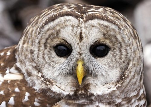 Barred Owl