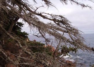 Bass Harbor pine tree