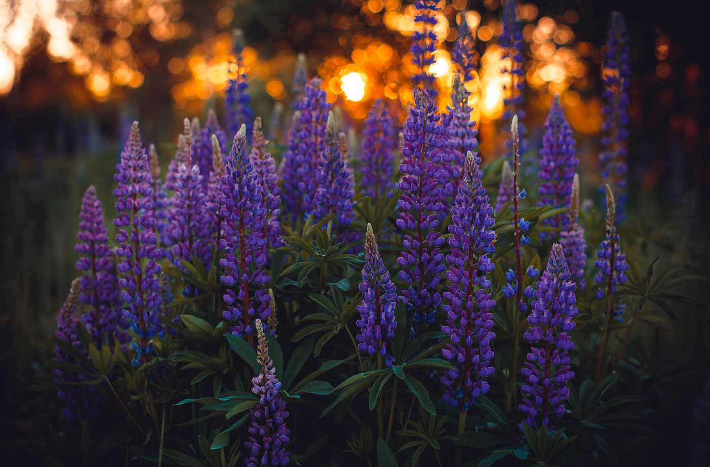 Bigleaf Lupine