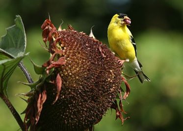 Goldfinch