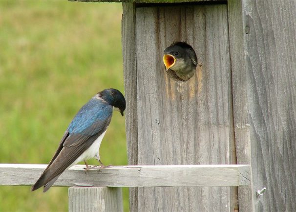 birds-northport