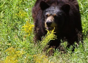 Black bear at Maine Wildlife Park in Gray