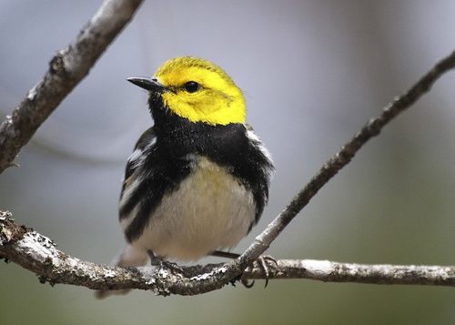 Black-throated Green Warbler