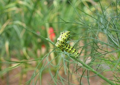 Black Swallowtail caterpillar