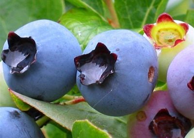 blueberries