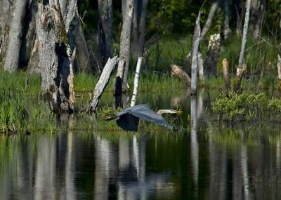 great-blue-heron