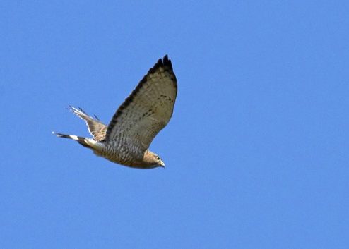 Broad-winged Hawk