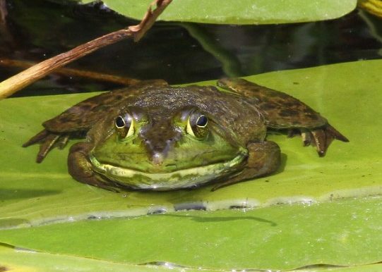 Bullfrog