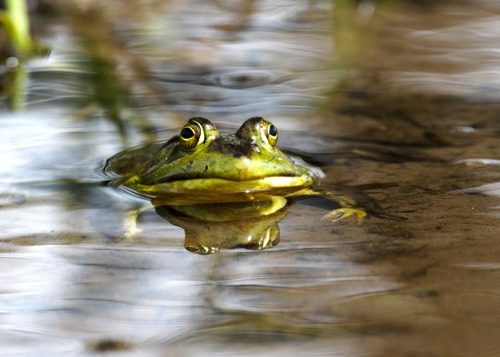 Bullfrog