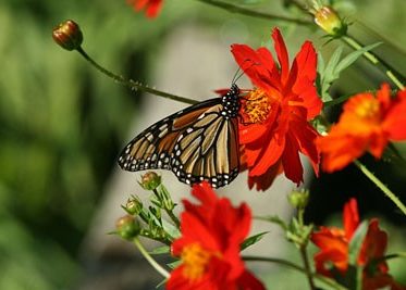 Monarch butterfly