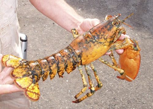 Calico lobster