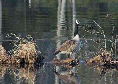 canada-goose