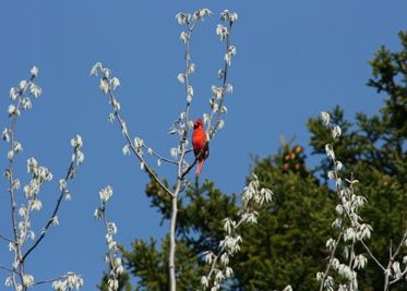 Cardinal in tree