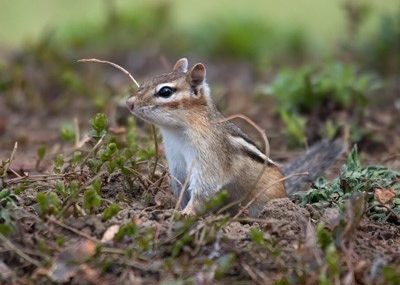 chipmunk