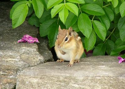 chipmunk