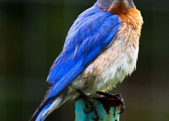 Eastern Bluebird, male