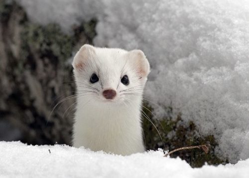 Ermine