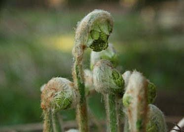 Wood ferns