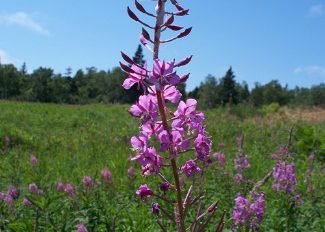 Fireweed