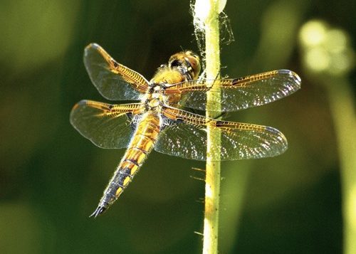 Four Spotted Skimmer