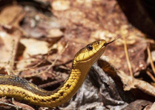 Garter snake