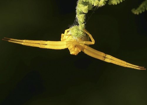 Goldenrod Spider