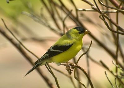 goldfinch