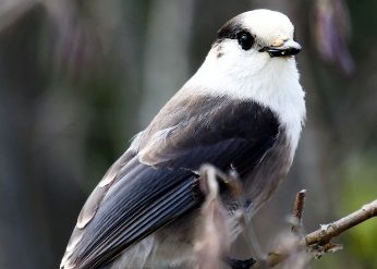 Gray Jay